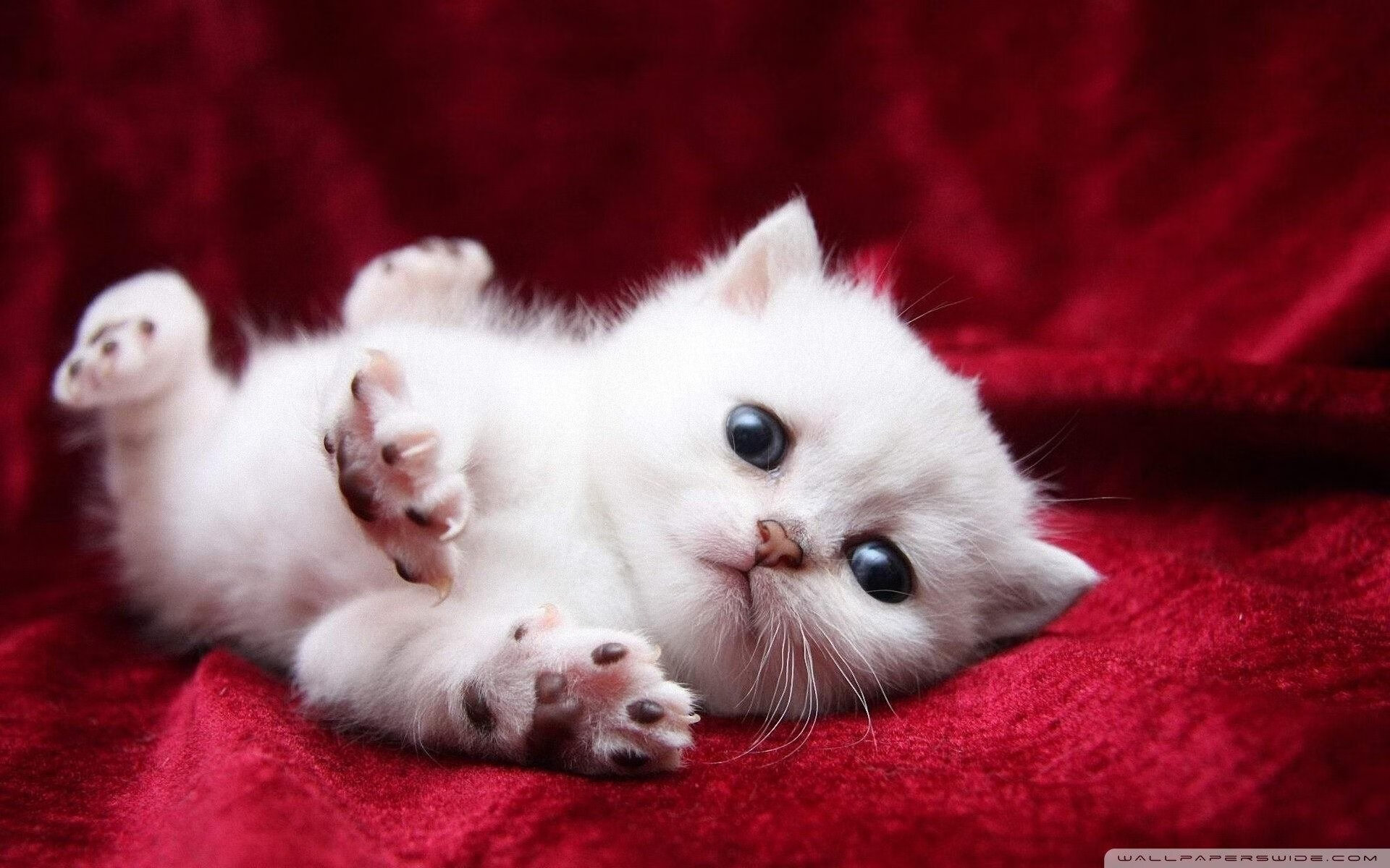 乡村篮球运动示范项目持续推广，促进基层体育普及，乡村篮球活动照片