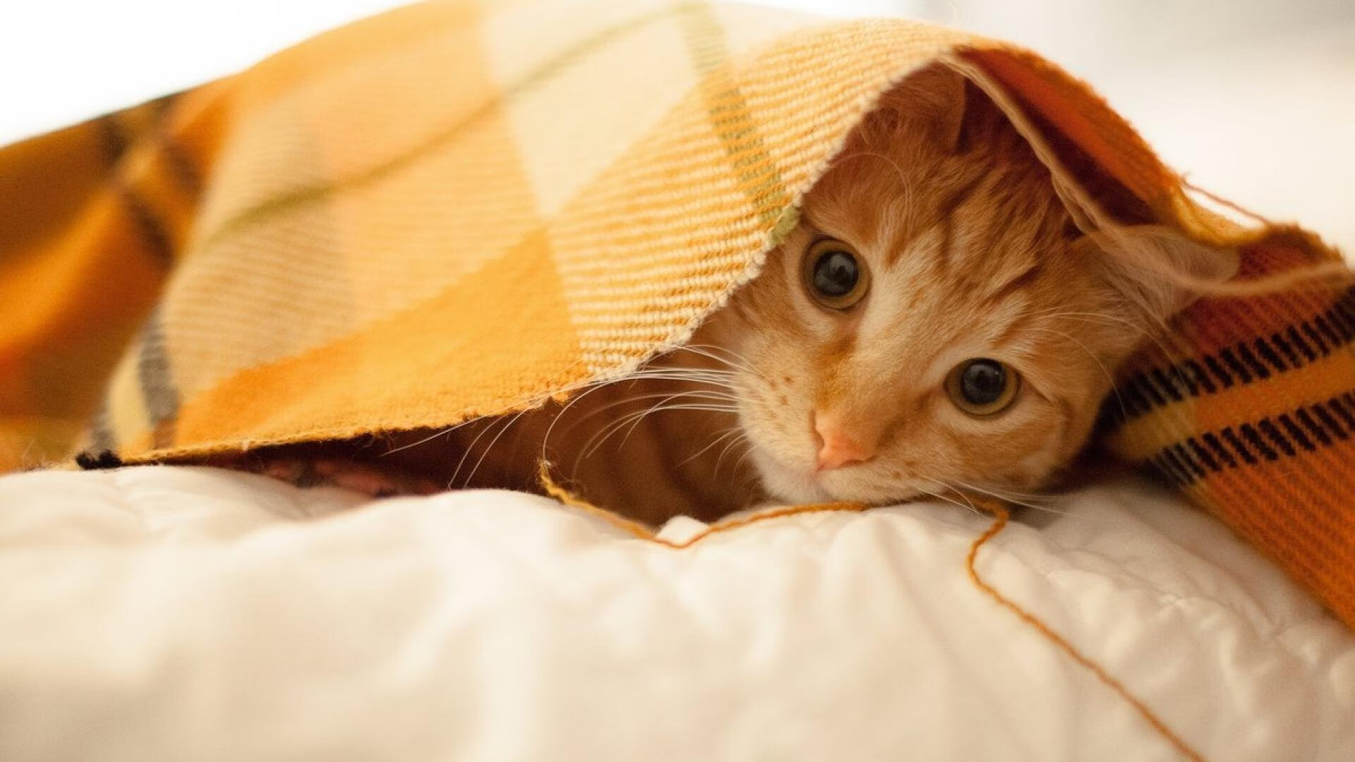 《电竞新玩法：线下反向线上同步直播》