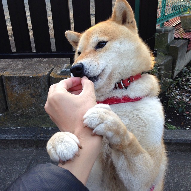 【代表作】某球员单场比赛刺探多项纪录，单场比赛个人进球记录