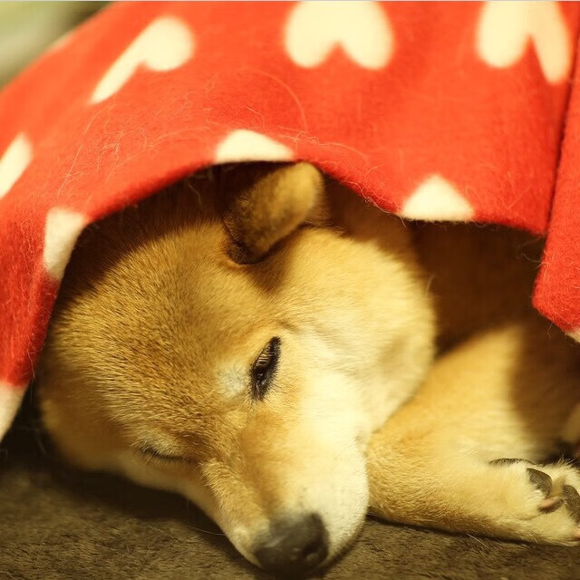 全国青少年“篮球+科技+文化”创新峰会在杭州成功举办，推动产业融合创新