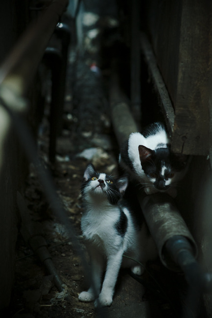 德甲激烈碰撞，数据支持战术创新在比赛中的实践应用揭秘，战术数据网效果